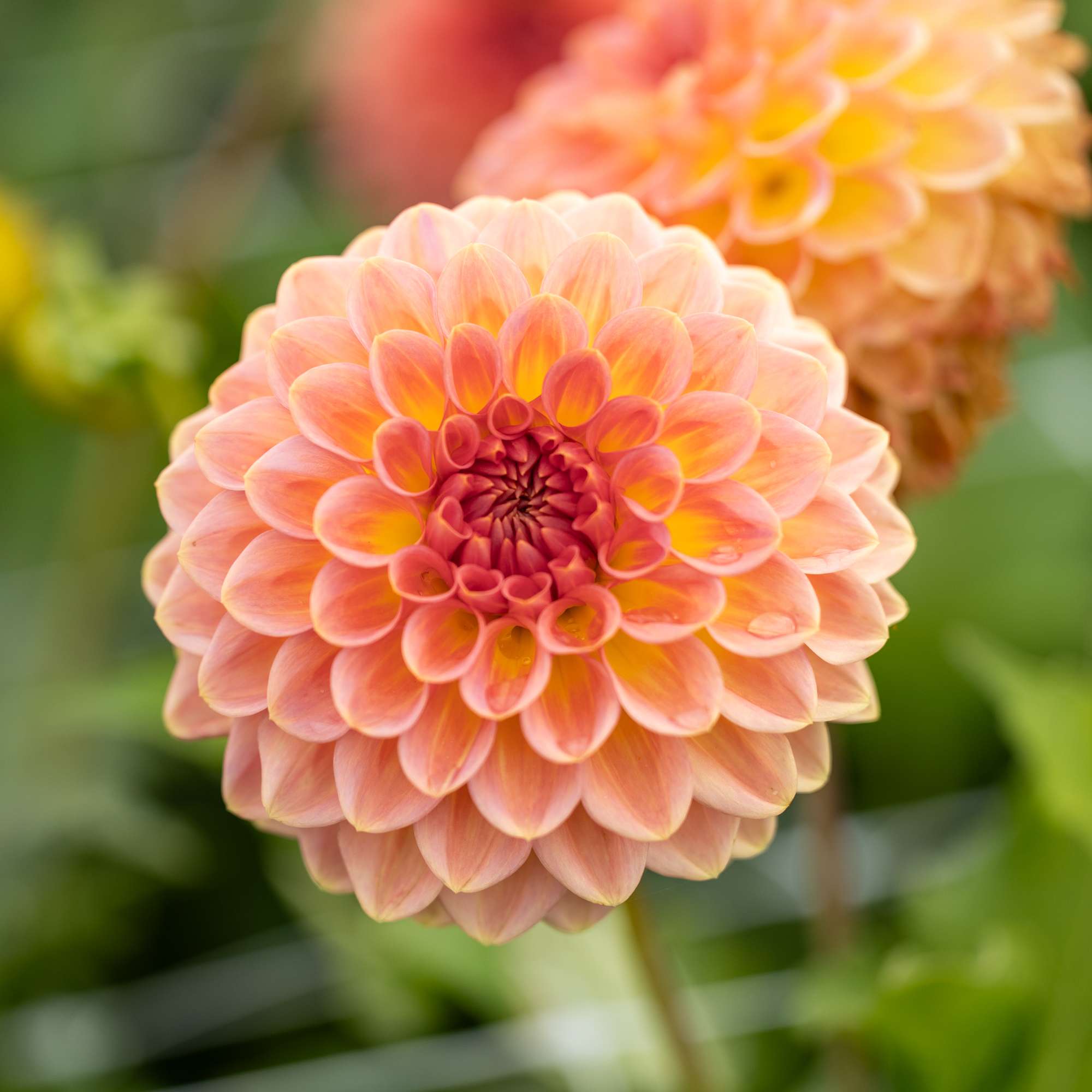 Dahlia 'Hillcrest Suffusion'